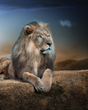 Das King Lion Wallpaper 176x220