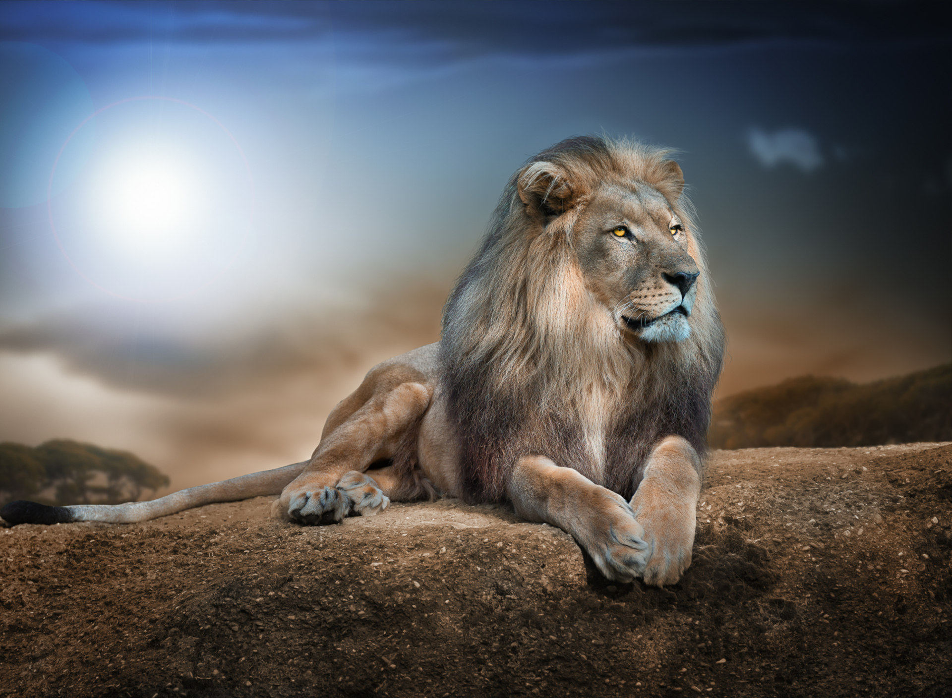 Fondo de pantalla King Lion 1920x1408