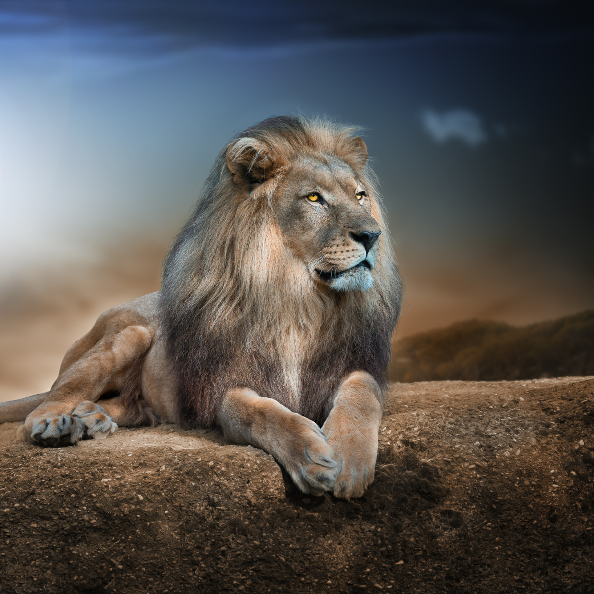 King Lion wallpaper 2048x2048