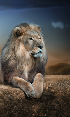 Das King Lion Wallpaper 240x400