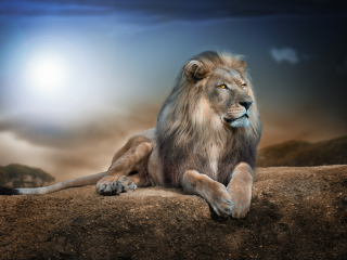 King Lion wallpaper 320x240