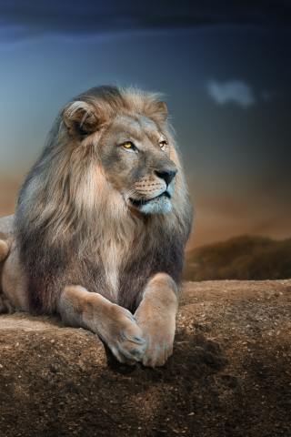 Das King Lion Wallpaper 320x480
