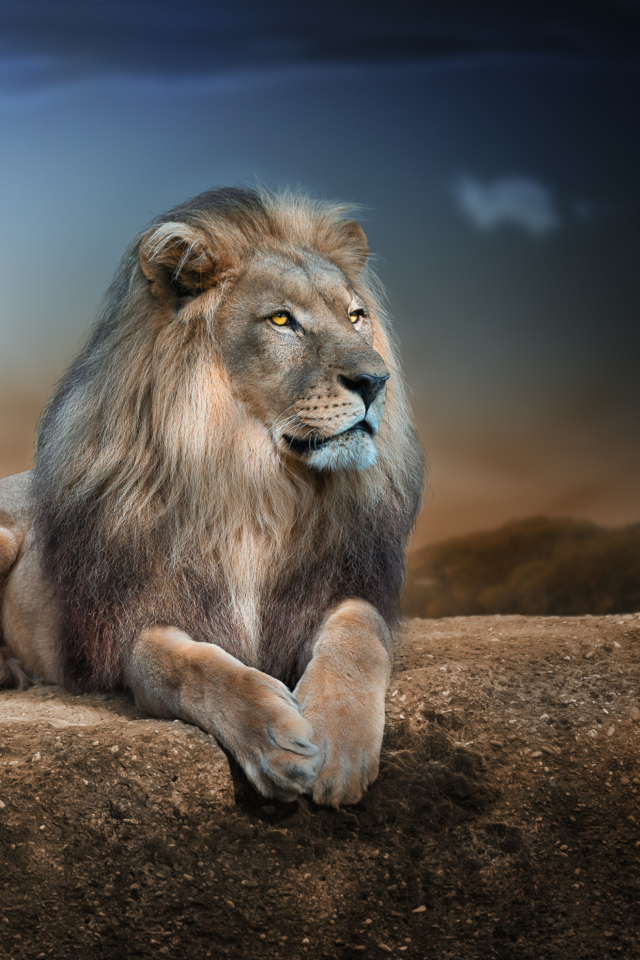 King Lion wallpaper 640x960