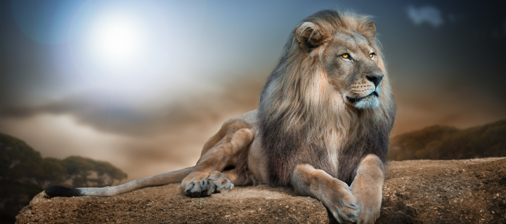 Das King Lion Wallpaper 720x320