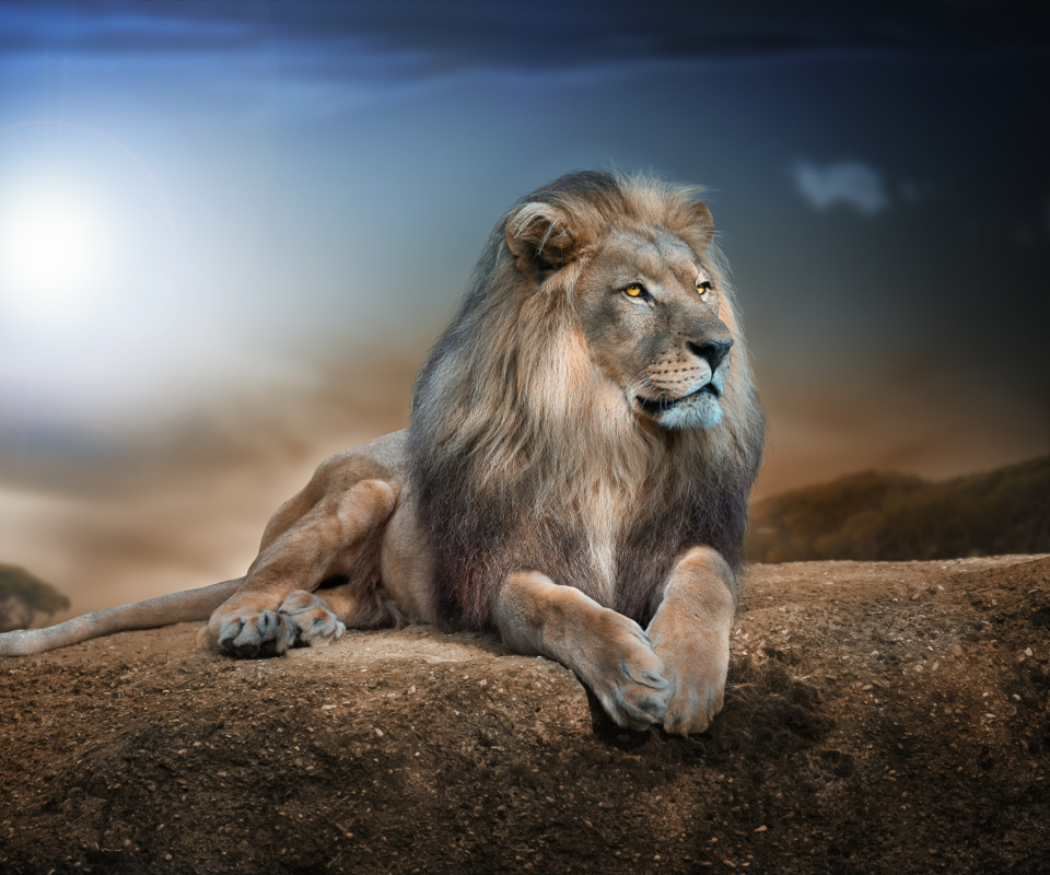 Das King Lion Wallpaper 960x800