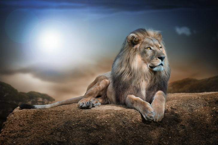 Das King Lion Wallpaper