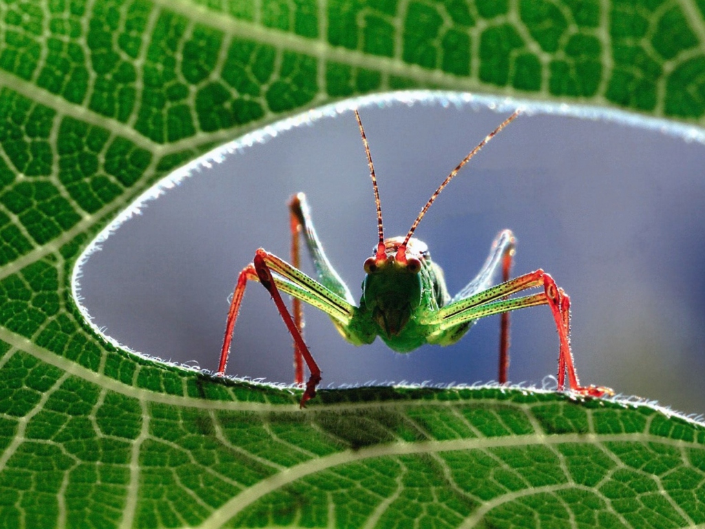 Fondo de pantalla Grasshopper 1024x768
