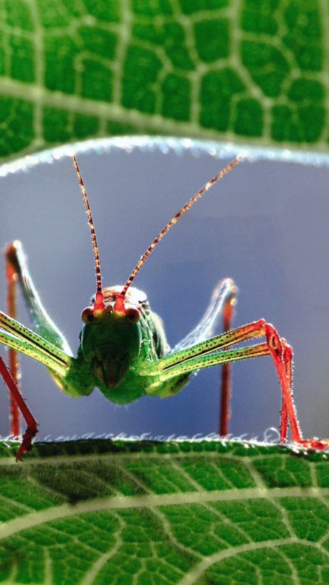 Grasshopper wallpaper 1080x1920