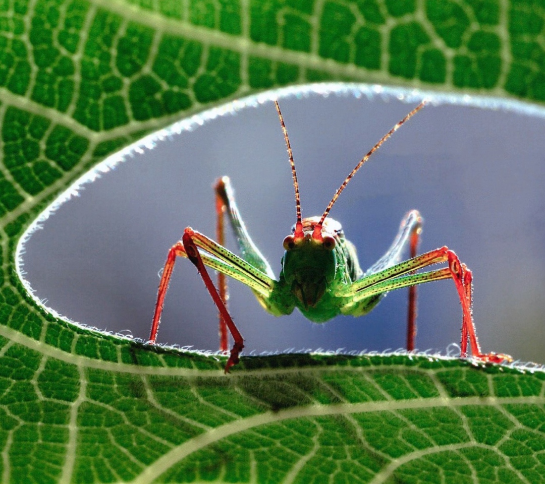 Обои Grasshopper 1080x960