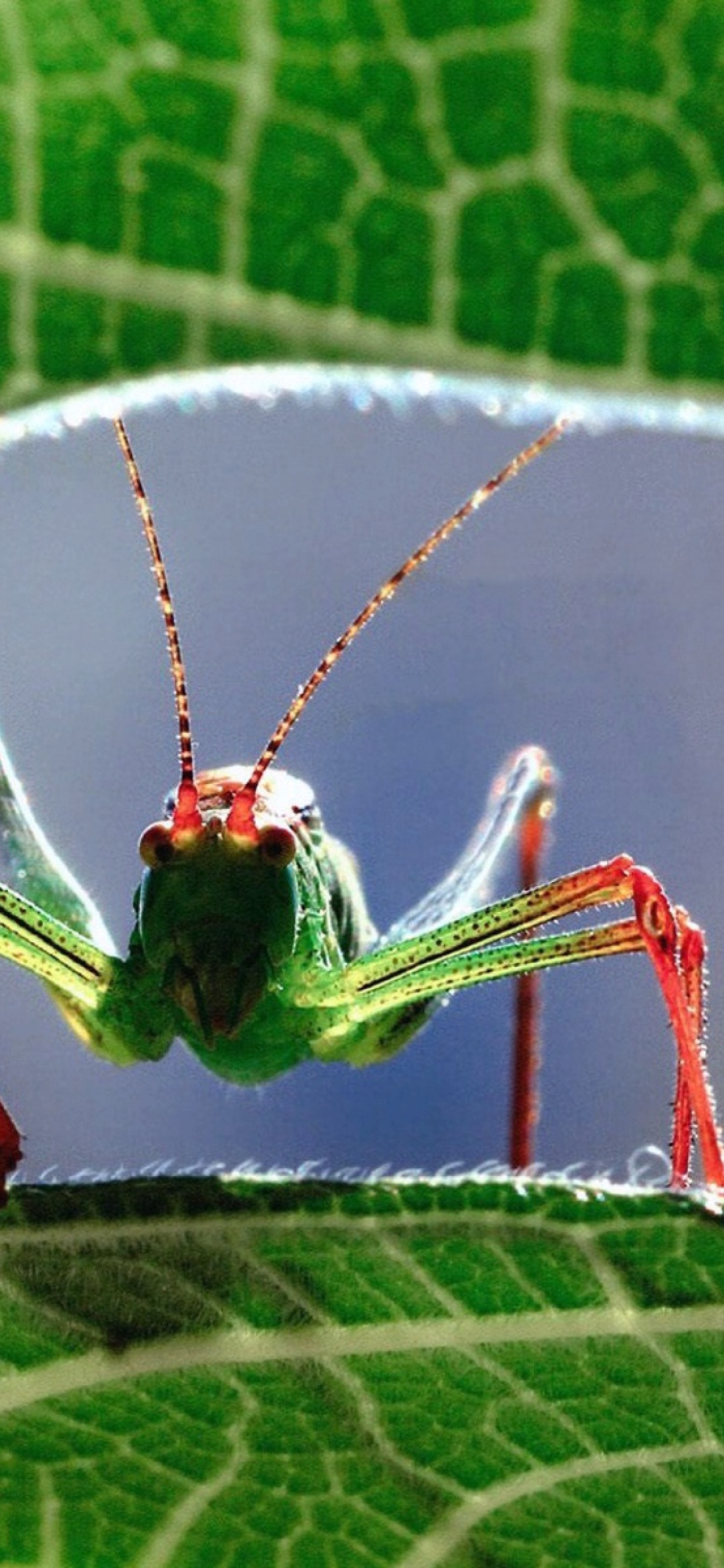 Das Grasshopper Wallpaper 1170x2532
