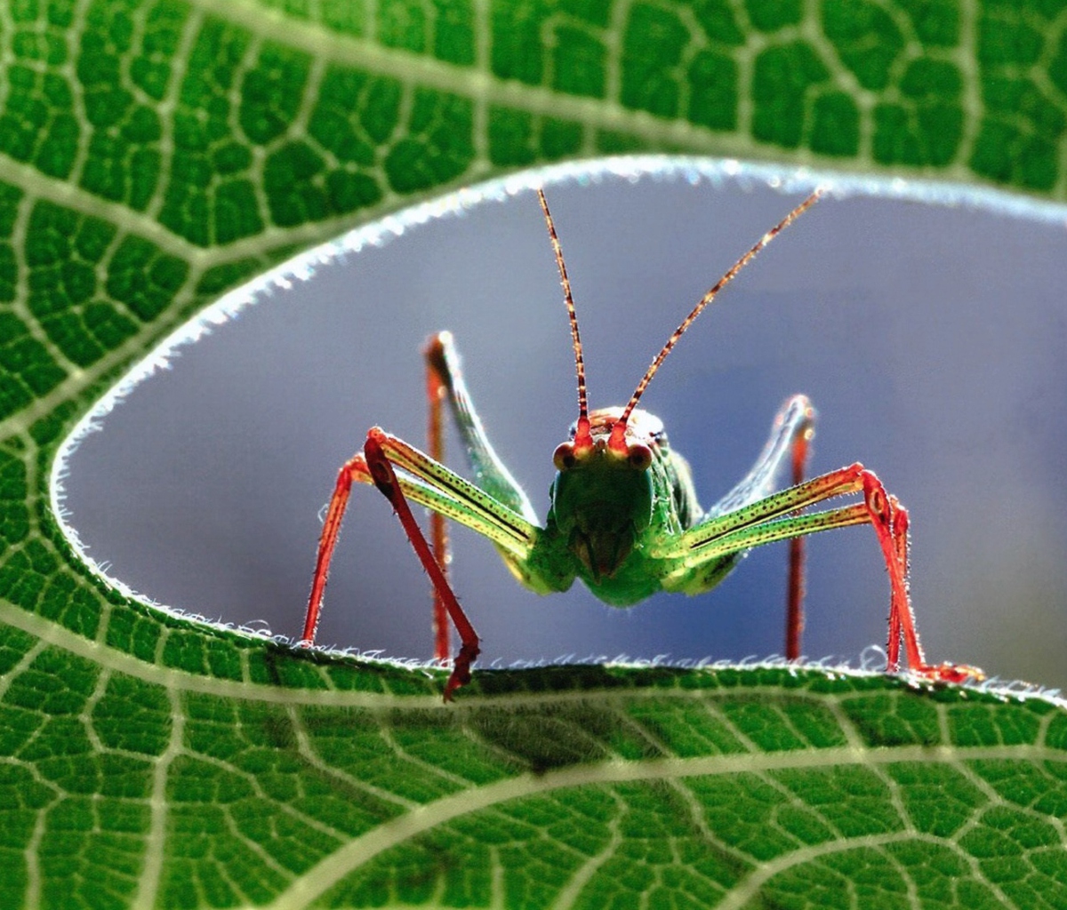Fondo de pantalla Grasshopper 1200x1024
