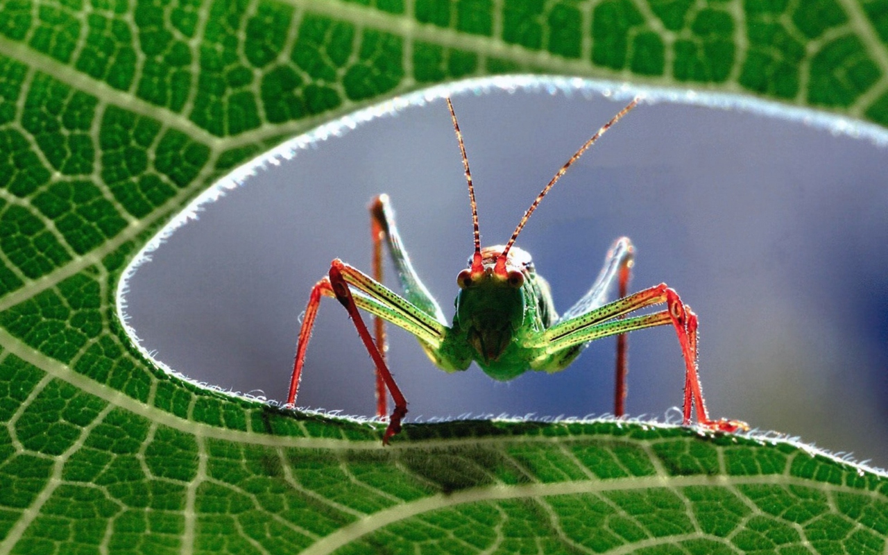 Fondo de pantalla Grasshopper 1280x800