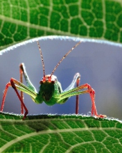 Das Grasshopper Wallpaper 176x220