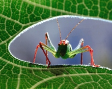 Das Grasshopper Wallpaper 220x176