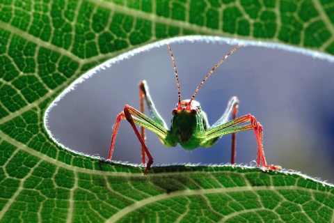 Fondo de pantalla Grasshopper 480x320