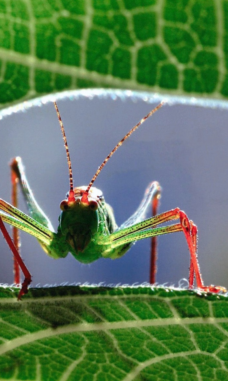 Grasshopper wallpaper 768x1280