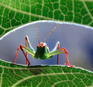 Kostenloses Grasshopper Wallpaper für Samsung E1150