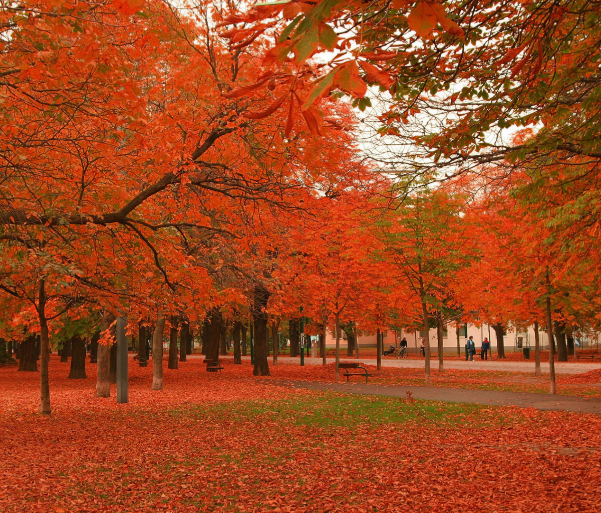 Обои Autumn Scenery 1200x1024