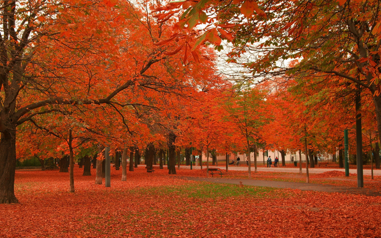 Autumn Scenery wallpaper 1280x800