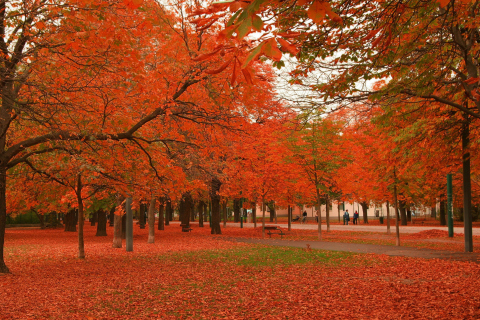 Обои Autumn Scenery 480x320
