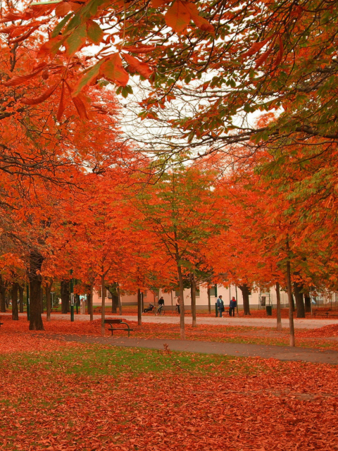 Sfondi Autumn Scenery 480x640