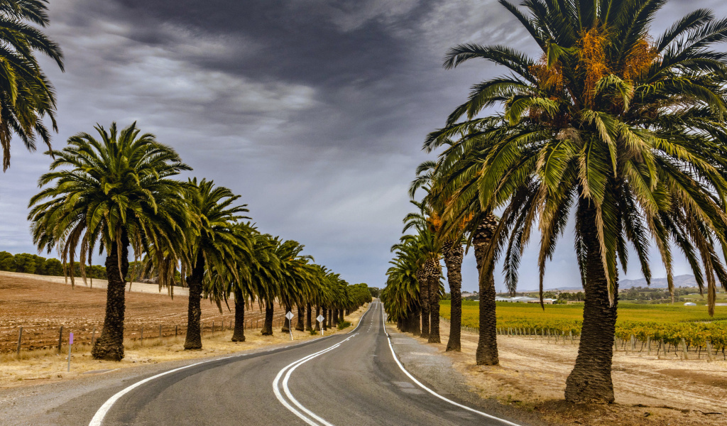 Road with Palms wallpaper 1024x600
