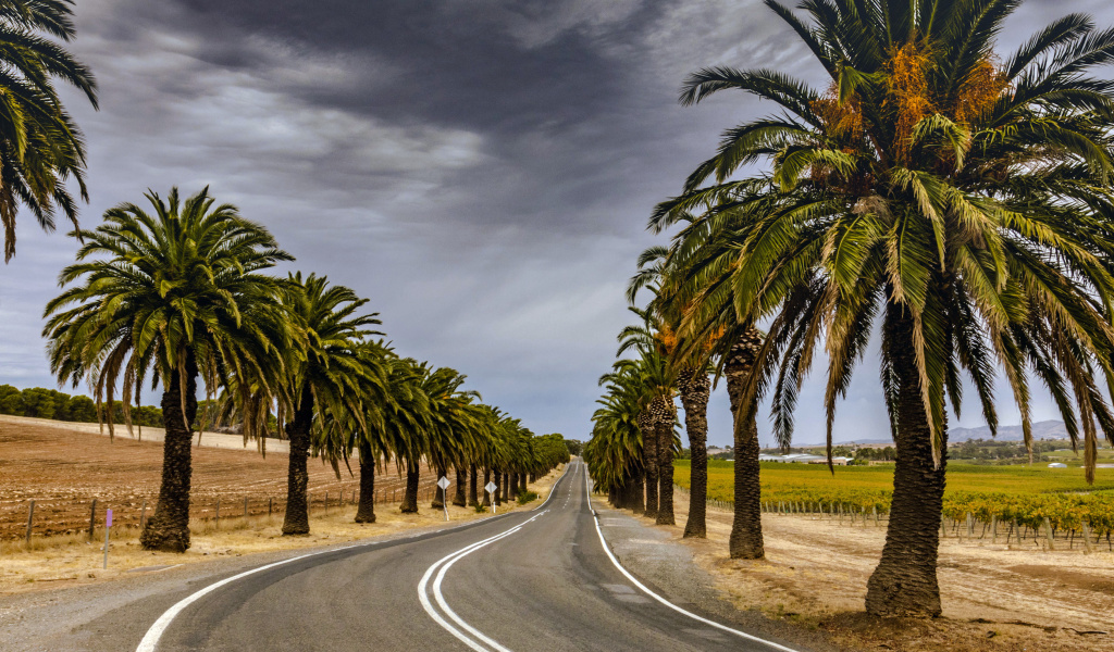 Обои Road with Palms 1024x600