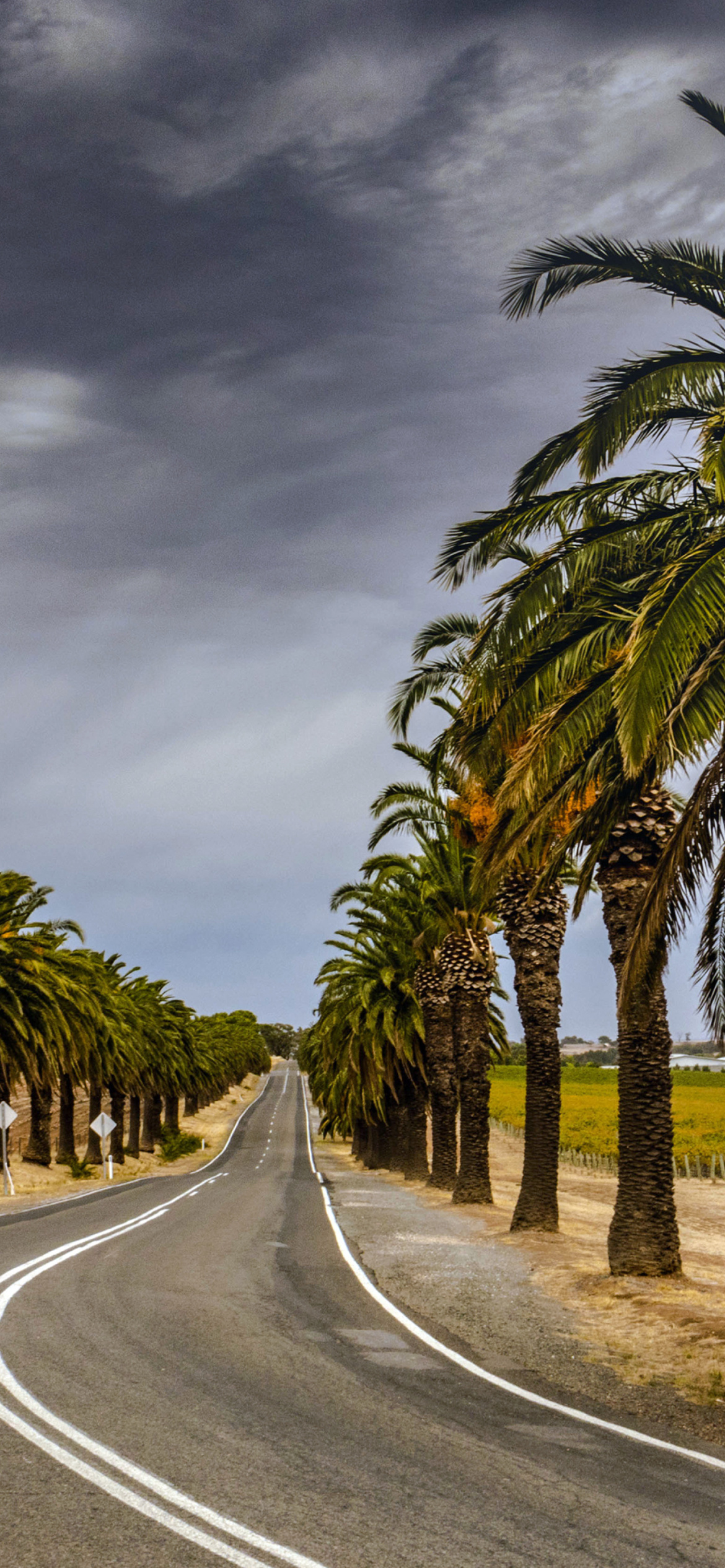 Road with Palms wallpaper 1170x2532