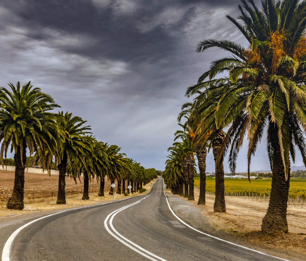 Das Road with Palms Wallpaper 1200x1024