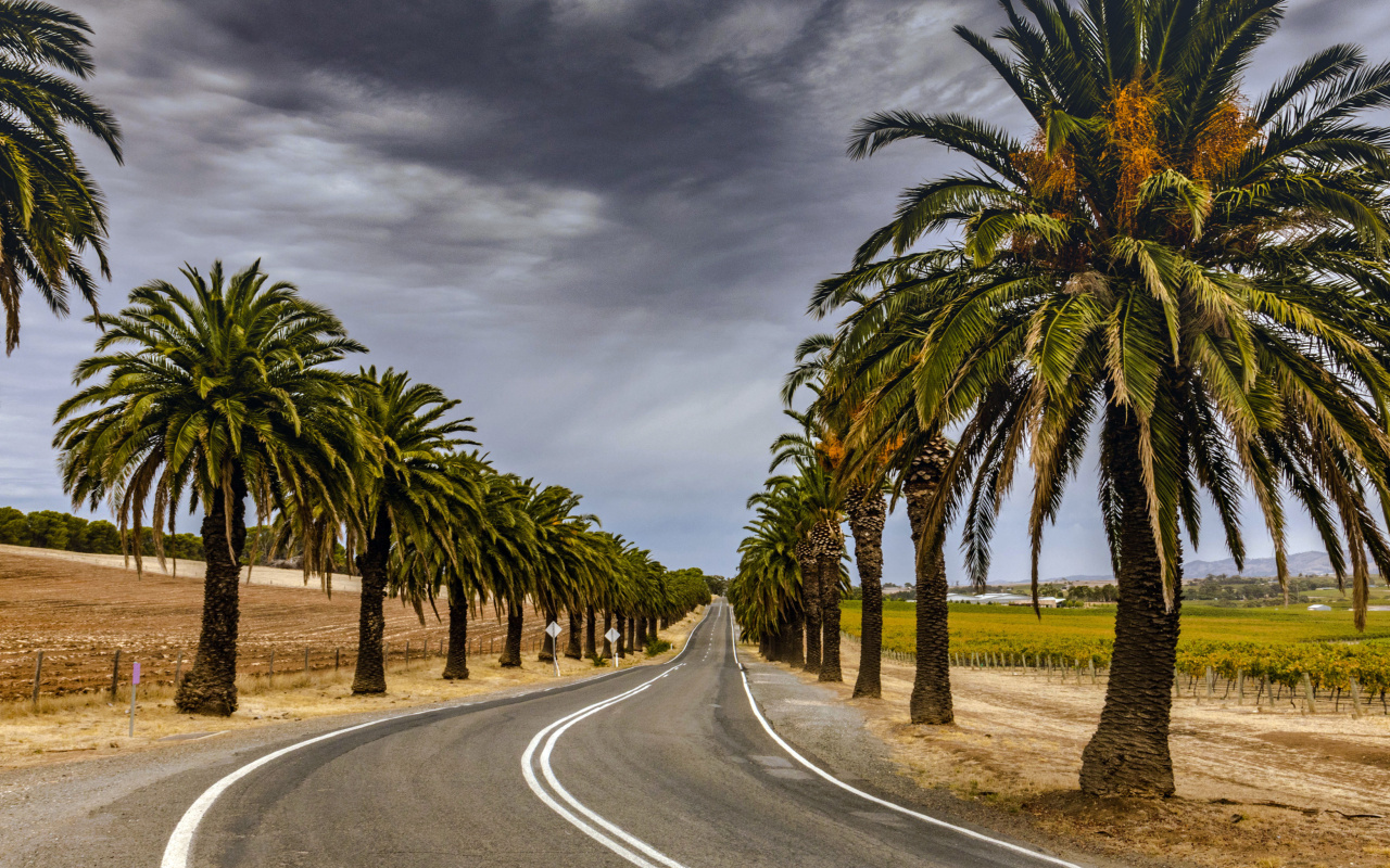 Road with Palms wallpaper 1280x800
