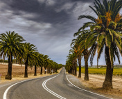 Sfondi Road with Palms 176x144