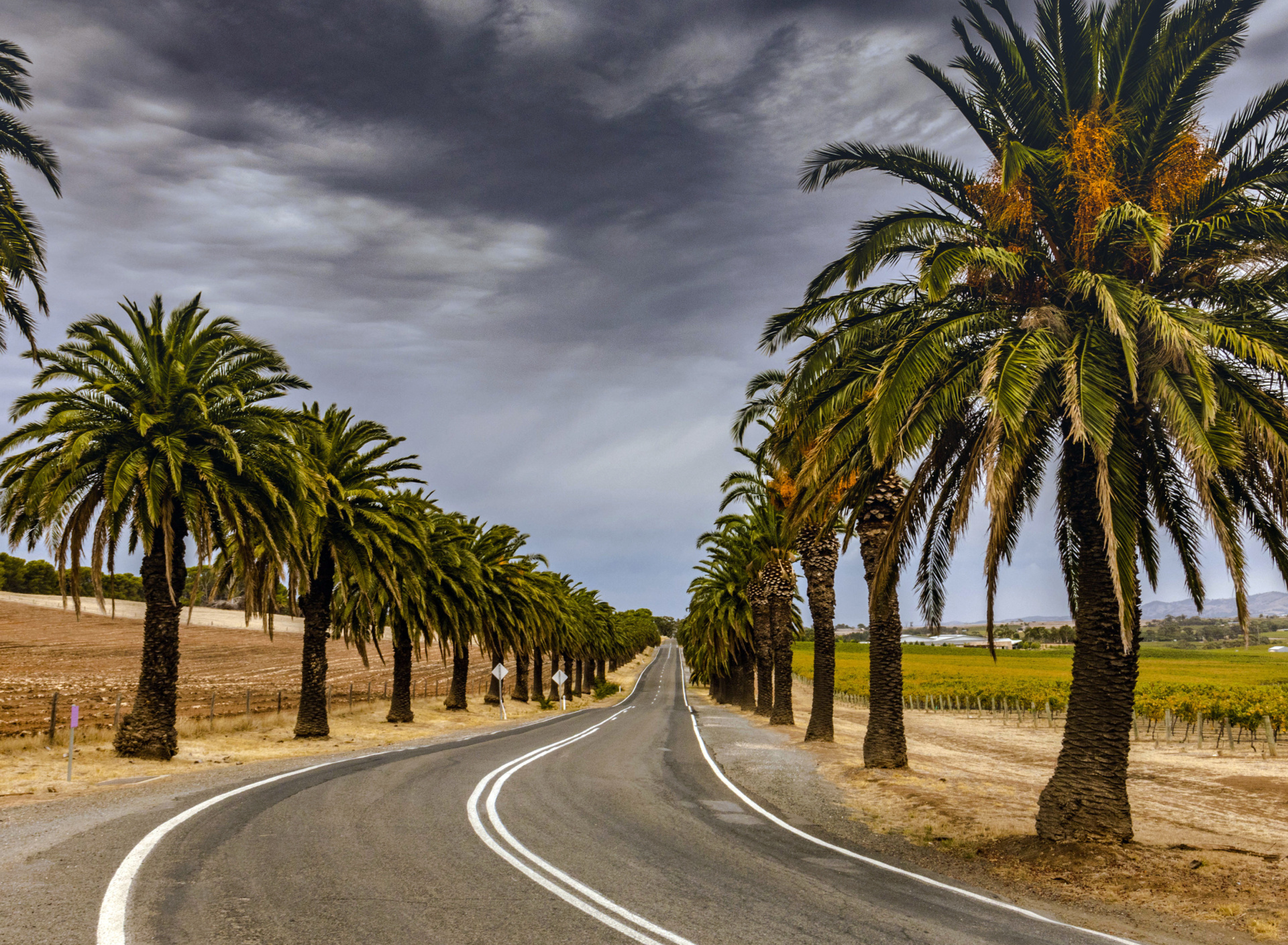 Обои Road with Palms 1920x1408