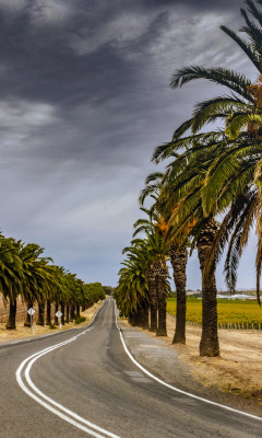 Das Road with Palms Wallpaper 240x400