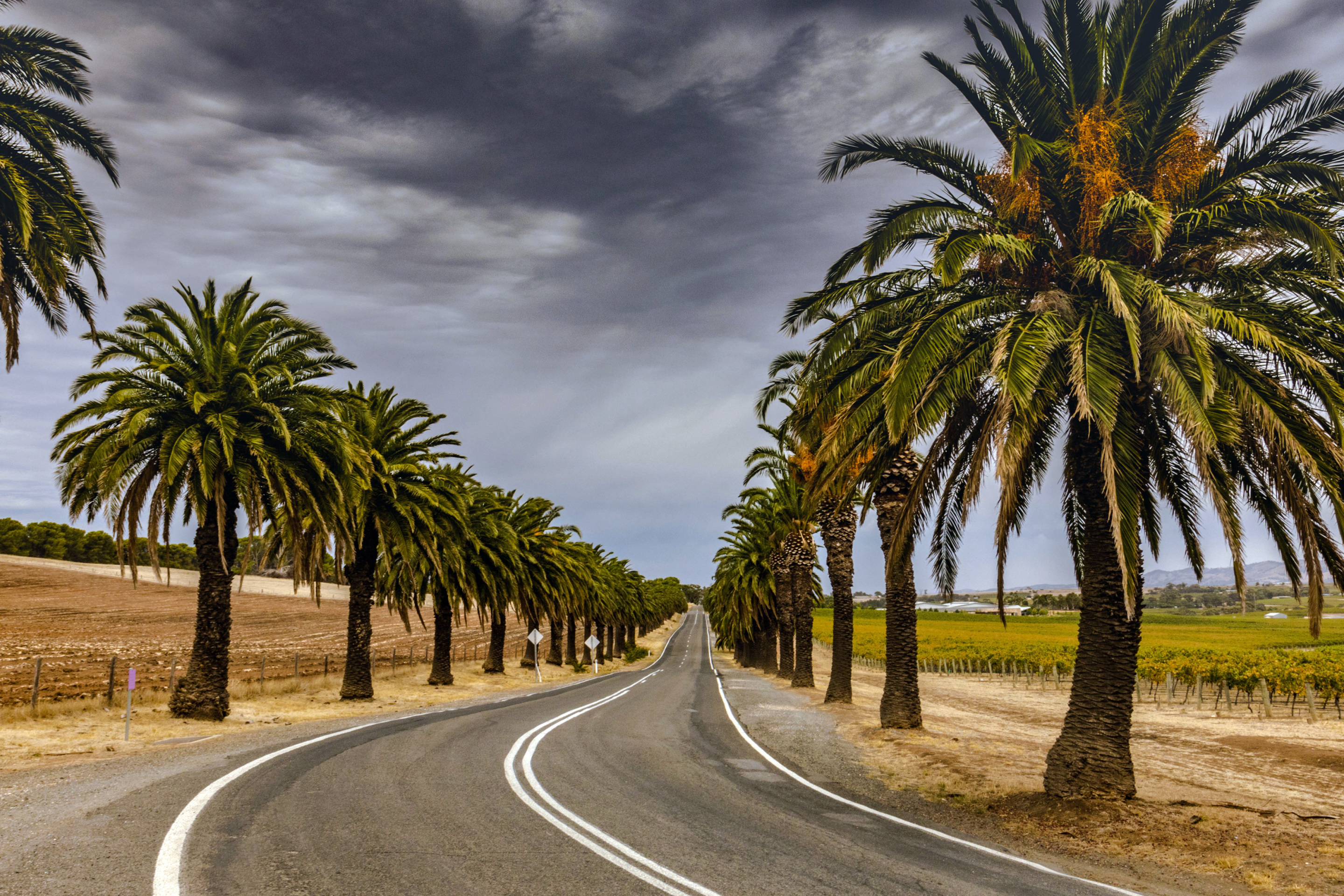 Road with Palms wallpaper 2880x1920