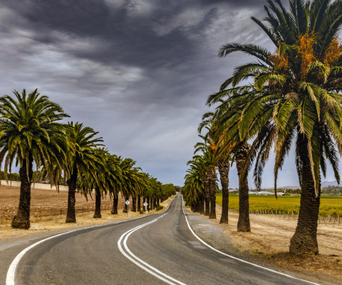Road with Palms wallpaper 480x400