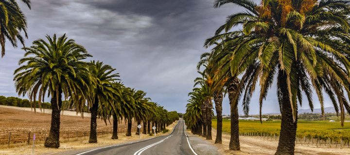 Sfondi Road with Palms 720x320