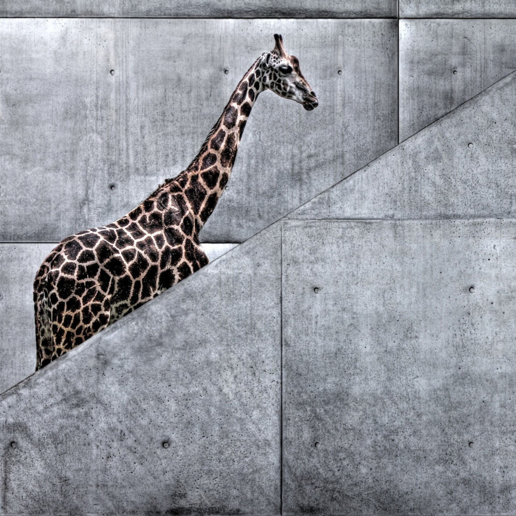 Giraffe Geometry wallpaper 1024x1024
