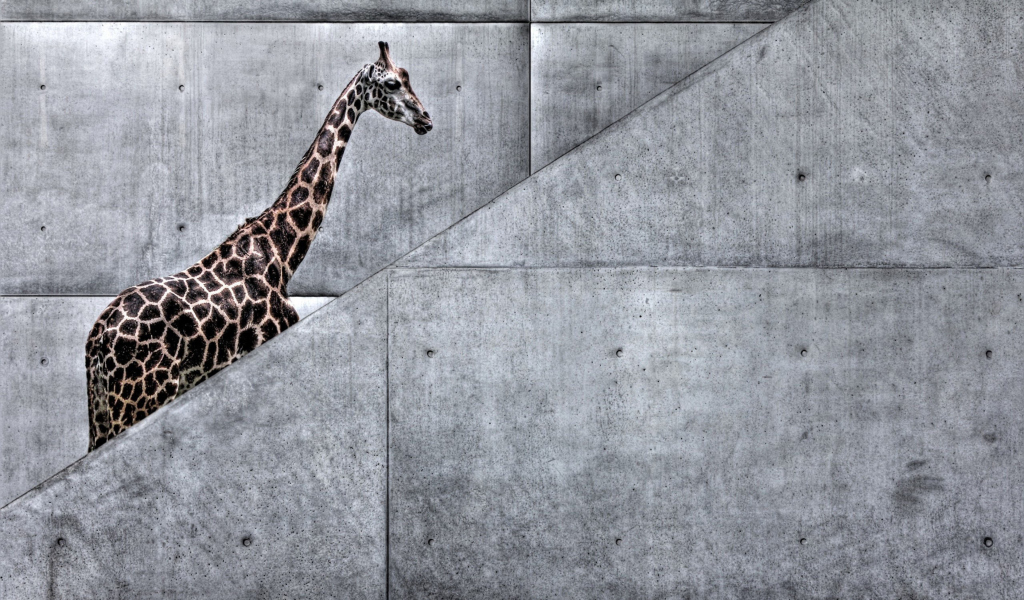Giraffe Geometry wallpaper 1024x600