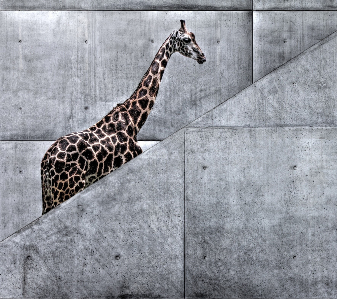 Обои Giraffe Geometry 1080x960