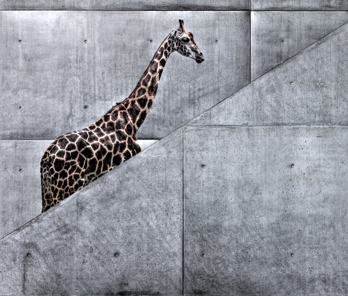Fondo de pantalla Giraffe Geometry 1200x1024