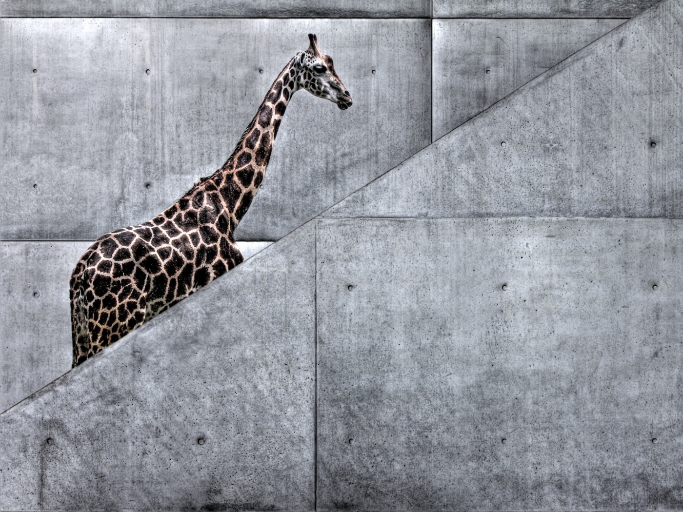 Giraffe Geometry wallpaper 1400x1050