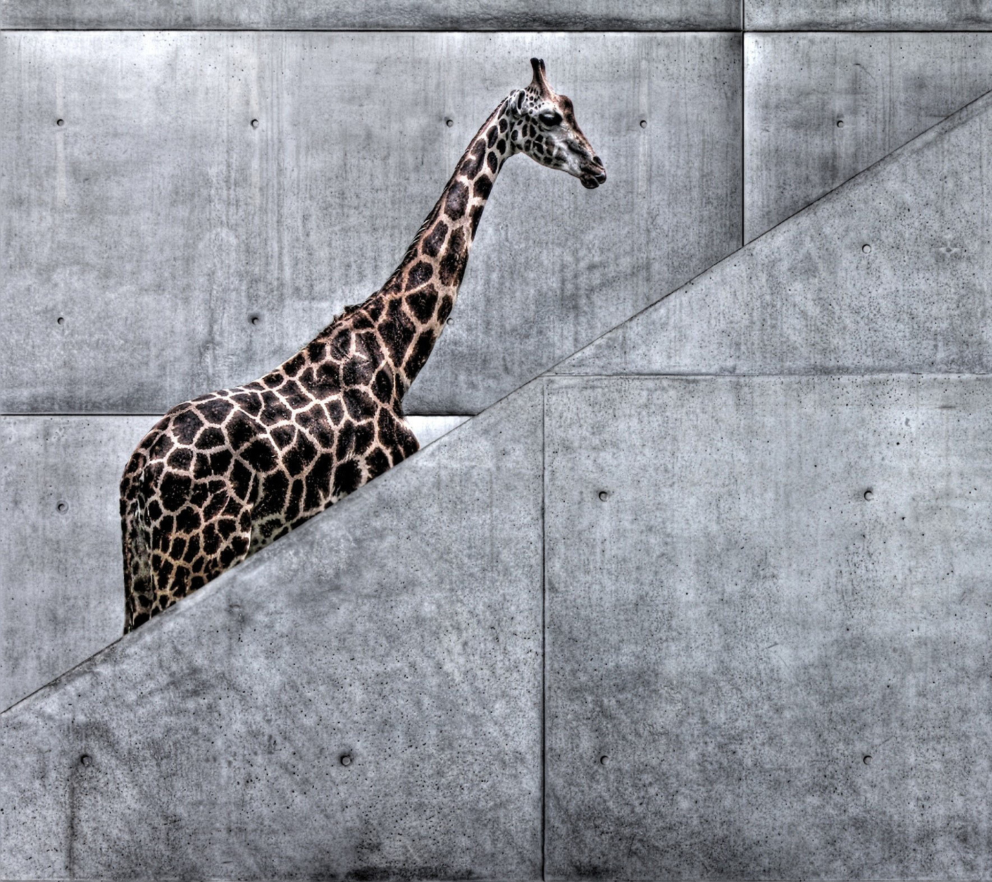 Fondo de pantalla Giraffe Geometry 1440x1280