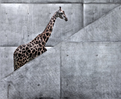 Das Giraffe Geometry Wallpaper 176x144
