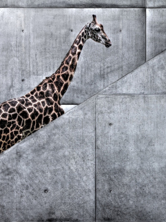 Das Giraffe Geometry Wallpaper 240x320