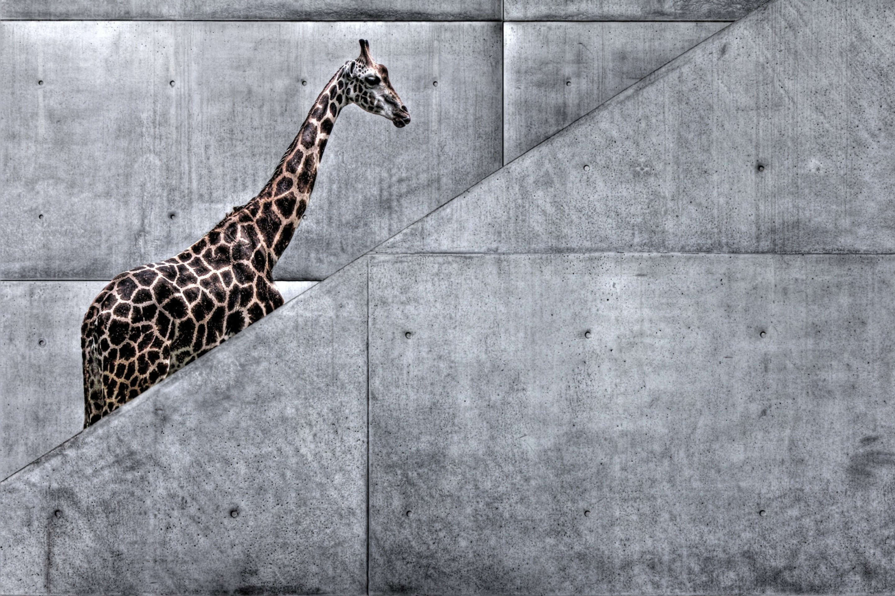Giraffe Geometry screenshot #1 2880x1920
