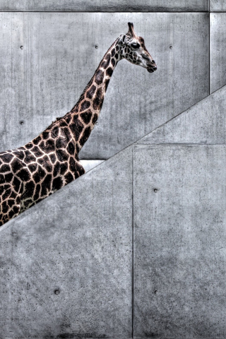 Giraffe Geometry wallpaper 320x480