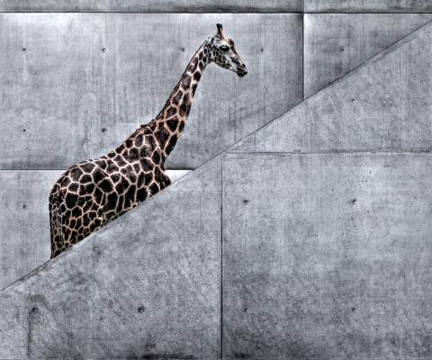Fondo de pantalla Giraffe Geometry 480x400