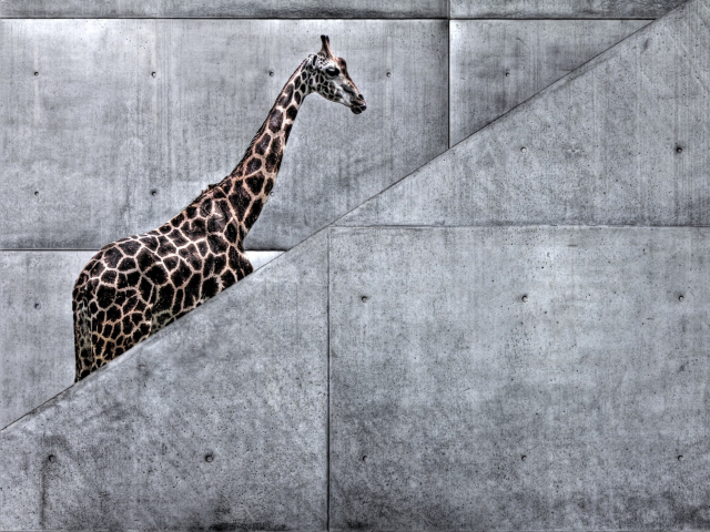 Giraffe Geometry wallpaper 640x480