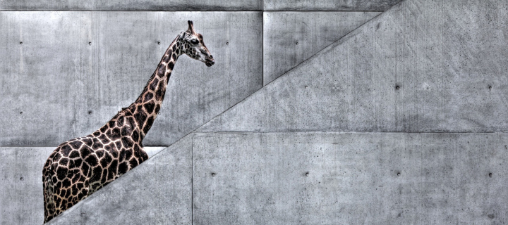 Das Giraffe Geometry Wallpaper 720x320