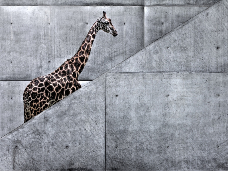 Das Giraffe Geometry Wallpaper 800x600